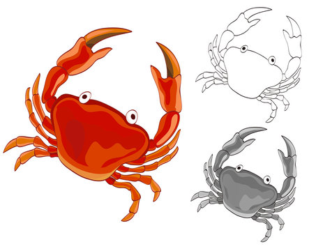 Crab drawing with grayscale and coloring page versions. vector illustration