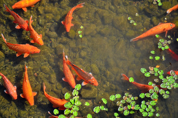 Koi fish in the pond