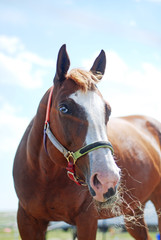 blue-eyed chestnut horse in halter