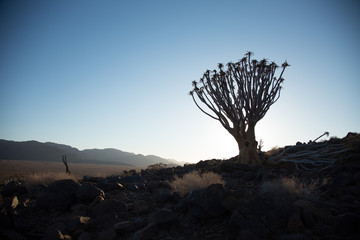 Quiver Tree on a hill in Namibia