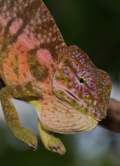 Furcifer viridis