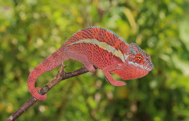 Furcifer pardalis