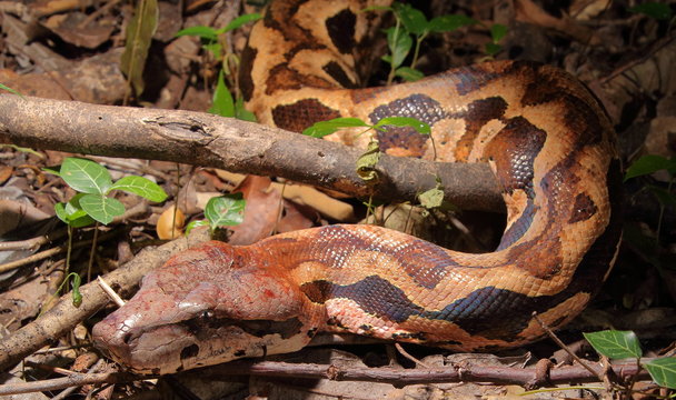 Acrantophis madagascariensis