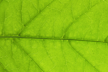 Naklejka na ściany i meble green leaf, macro, zoom