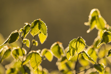 新緑のブナの葉