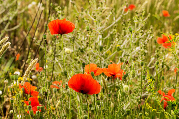field of poppies close-up