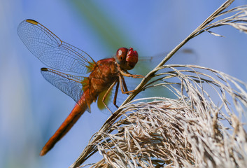 Libellule rouge en camargue