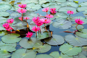 floating water lily