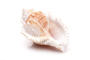 seashell on white