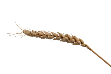 Wheat-ear on a white background