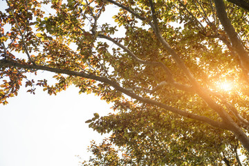 Yellow - green leaves of a tree closeup and it is back-lighted by the setting sun at the end of nice sunny day. 