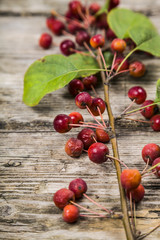 Autumn maple leaves and apples