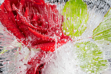 Naklejka premium The composition of red roses frozen in ice on a black background