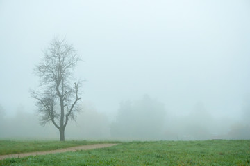 Obraz na płótnie Canvas One tree in an autumn park. Morning fog.