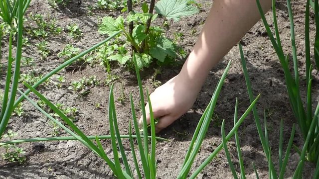 Hands weeding the beds. Caucasian women clean soil from weeds. Closeup view on ground and green plants. Rustic theme.