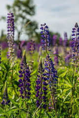 Fototapeta premium Wild flower garden with lupine field