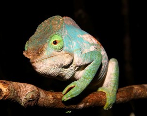 Calumma parsonii cristifer