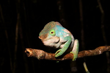Calumma parsonii cristifer