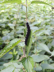 Schwarze Raupe auf Nesseln: Tagpfauenauge