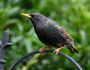 Adult starling.
