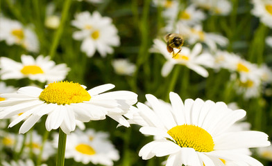 The bee collected nectar on a daisy