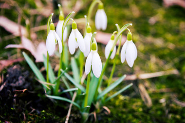 Fresh first snowdrops blooming