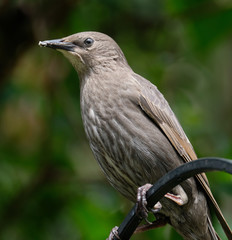 Young Starling.