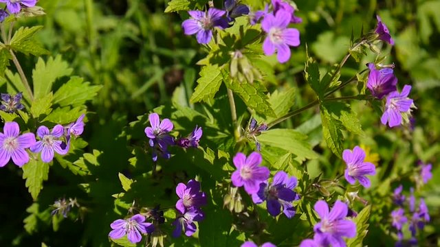 Wild Cranesbill. Geranium pratense close up footage shooting static camera.