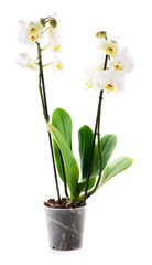 Naklejka na ściany i meble white orchid flowers