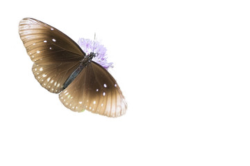 Butterfly sucking nectar from  flowers ,