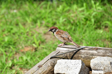 sparrow