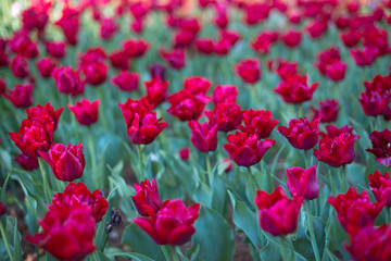 Spring tulips in the park. Flower lawns