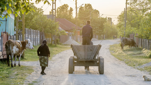 Beautiful daily scene of country life at sunset in the countryside of Toceni, Craiova, Romania, with traditional wagon and grazing cows