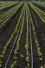 Fototapeta na wymiar Lettuce crops