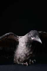 Raven bird isolate on black background. flying Carrion Crow, Corvus corone against black background