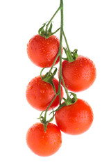 cherry tomatoes with drops of water on a branch