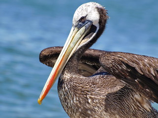 pelicans on beach