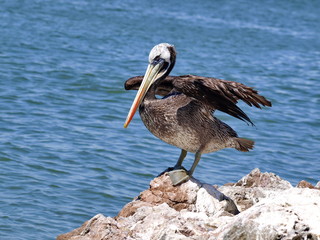 pelicans on beach