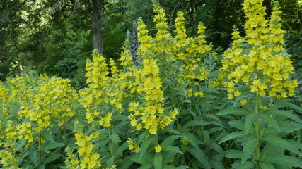 Flowers in a park in Antwerp during summer.
