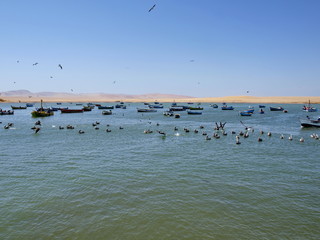 pelicans on beach