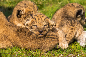 Four very small lion cubs are tired © askaternoy