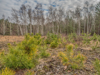 Young pine and birch copse