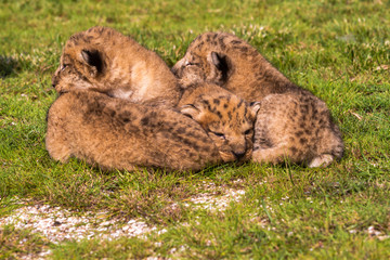 Four very small lion cubs are tired © askaternoy