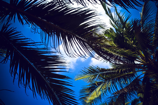 Palms against the blue sky Sri Lanka