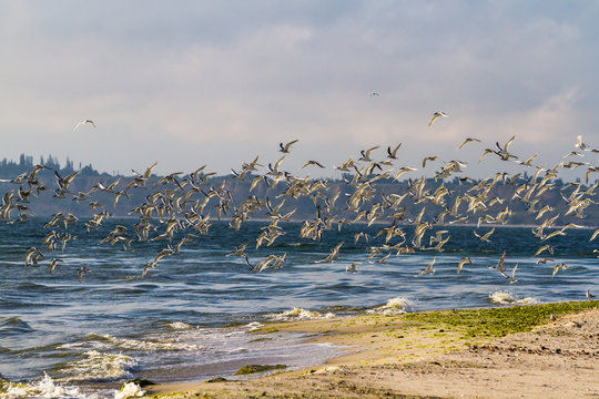 The end of the Kinburn spit, Mykolayiv region, Ukraine.