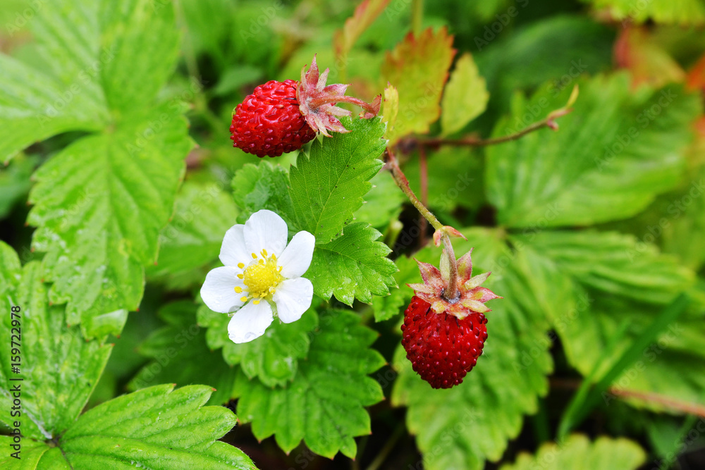 Wall mural ripe wild strawberry