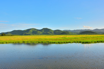 Tropical of yellow grass field water  mountain natural landscape with sunny in Thailand.