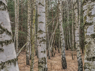 Birch copse  in Polish forest in spring