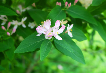 Obraz premium Flowering honeysuckle Tatar.