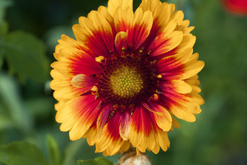 Beautiful isolated single garden flower. Abstract background. Space in background for copy, text, your words. 